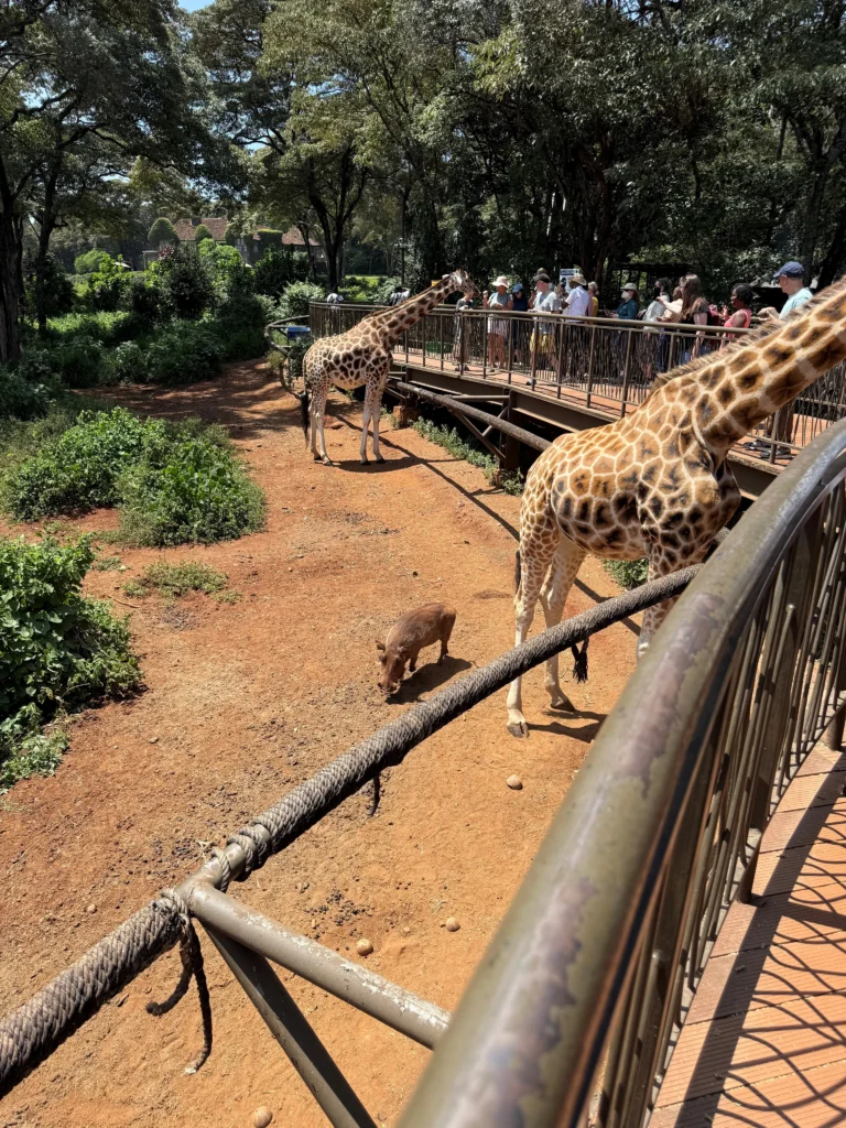 Giraffes at wildlife park